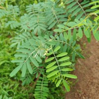Tephrosia noctiflora Bojer ex Baker